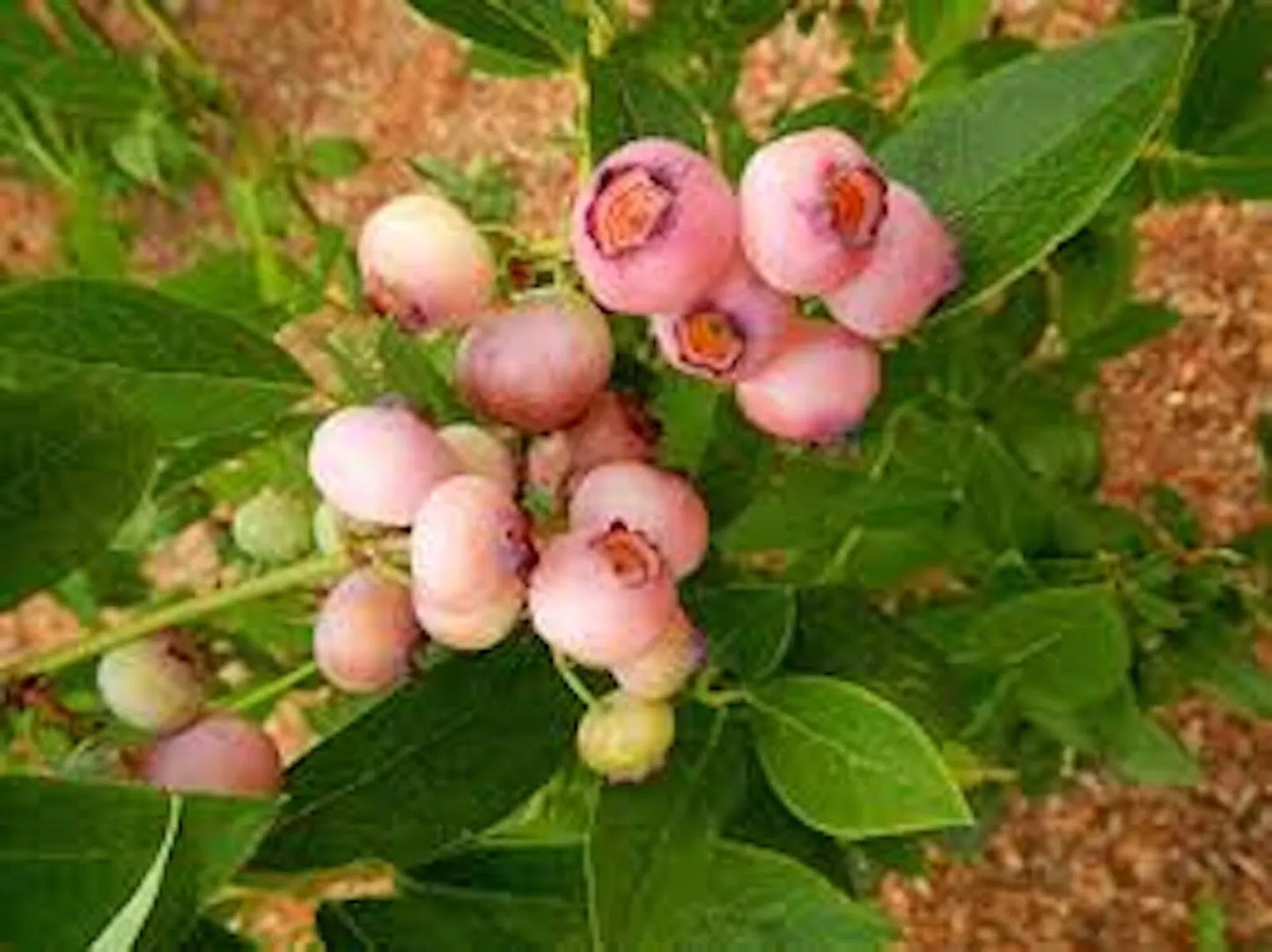 5 Pink Popcorn® Blueberry Starter Plant Plug - Vaccinium corymbosum Fruit - Compact Bush - Pink Berries - Edible Landscape Accent