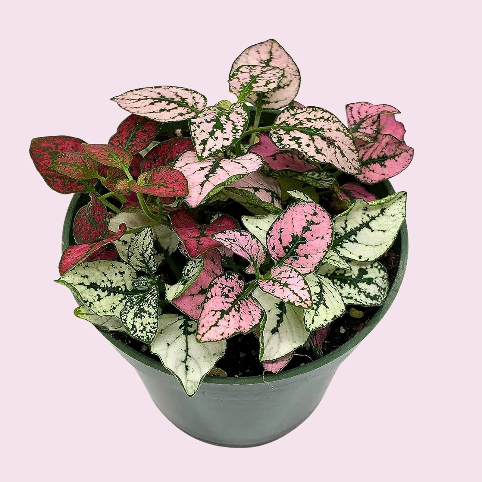 hypoestes indoor plant care Tricolor Polka Dot Plant - 2" Pot - Colorful House Plant - Hypoestes
