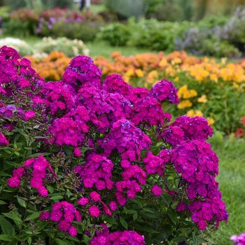 50 Ultraviolet Phlox Seeds | Perennial Flower Seeds | Butterfly Attracting | Phlox paniculata