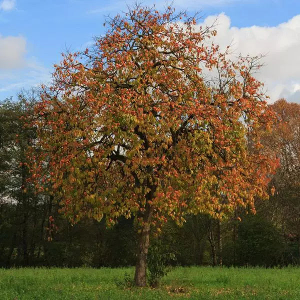 American Persimmon Tree 12-18" Live Bare Root Diospyros Virginiana Zone 5-9 Hardy Fast Growing