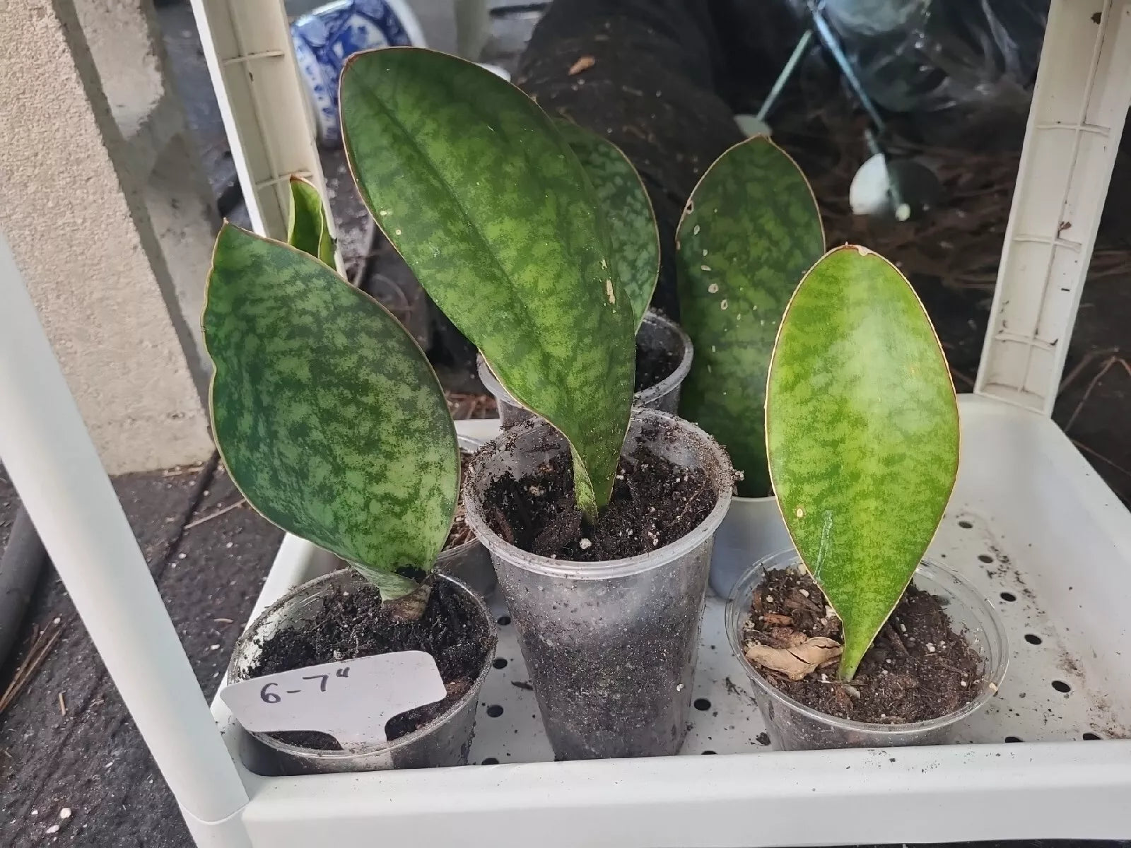 whale fin sansevieria soil Whale Fin Snake Plant 6-7" in 3.5" Pot, Sansevieria Masoniana, Rooted –  Jayme Garden