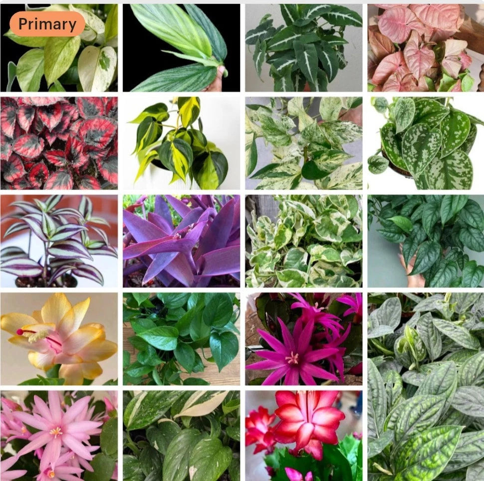 20+ Cuttings Mix Surprise Box | 10 Varieties | Unique Plant Cuttings | Ideal for Propagation and Gardening