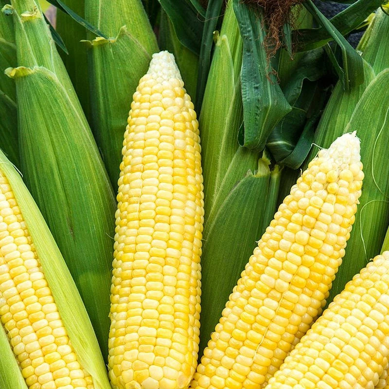 Bodacious Sweet Corn Seeds, F1 SE Hybrid, Variety Packet Sizes, Zea mays, Non-GMO, Home Garden, Easy to Grow
