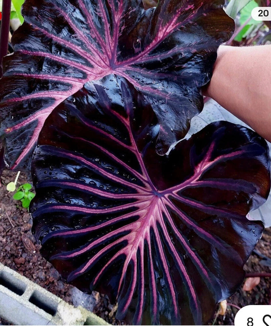 elephant ears plant black Black Lava Elephant Ear Plant - Small Rooted Starter - Colocasia esculenta