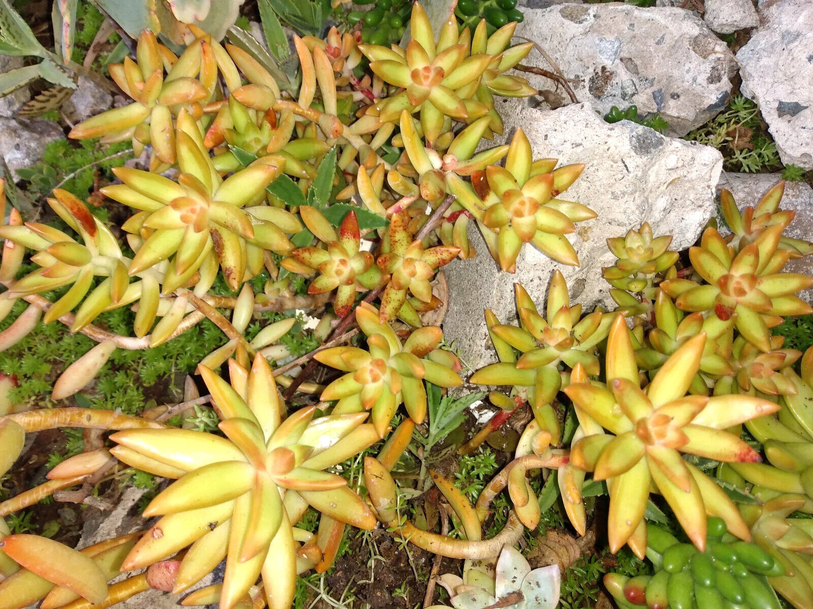 succulent adolphi Sedum Adolphi 'FireStorm' Live Succulent Plant 4"-6" Fresh Healthy Rooted  Succulent, Yellow-Orange Foliage – Jayme Garden