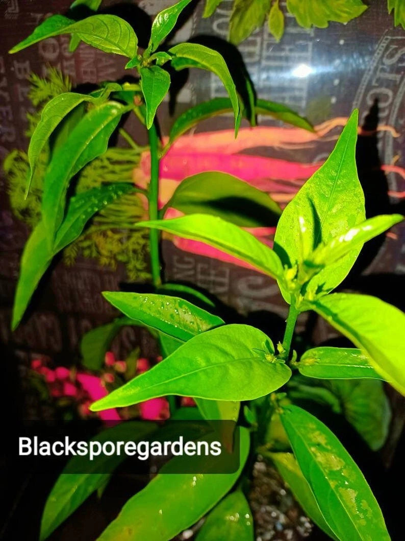 Night Blooming Jasmine Live Plant 1-10 Inch Fully Rooted with Container (Cestrum nocturnum)
