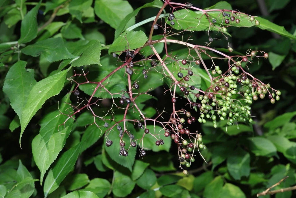 elderberry seeds for planting European Elderberry Seeds - Black Elderberry - Sambucus Nigra - Garden  Planting Seeds