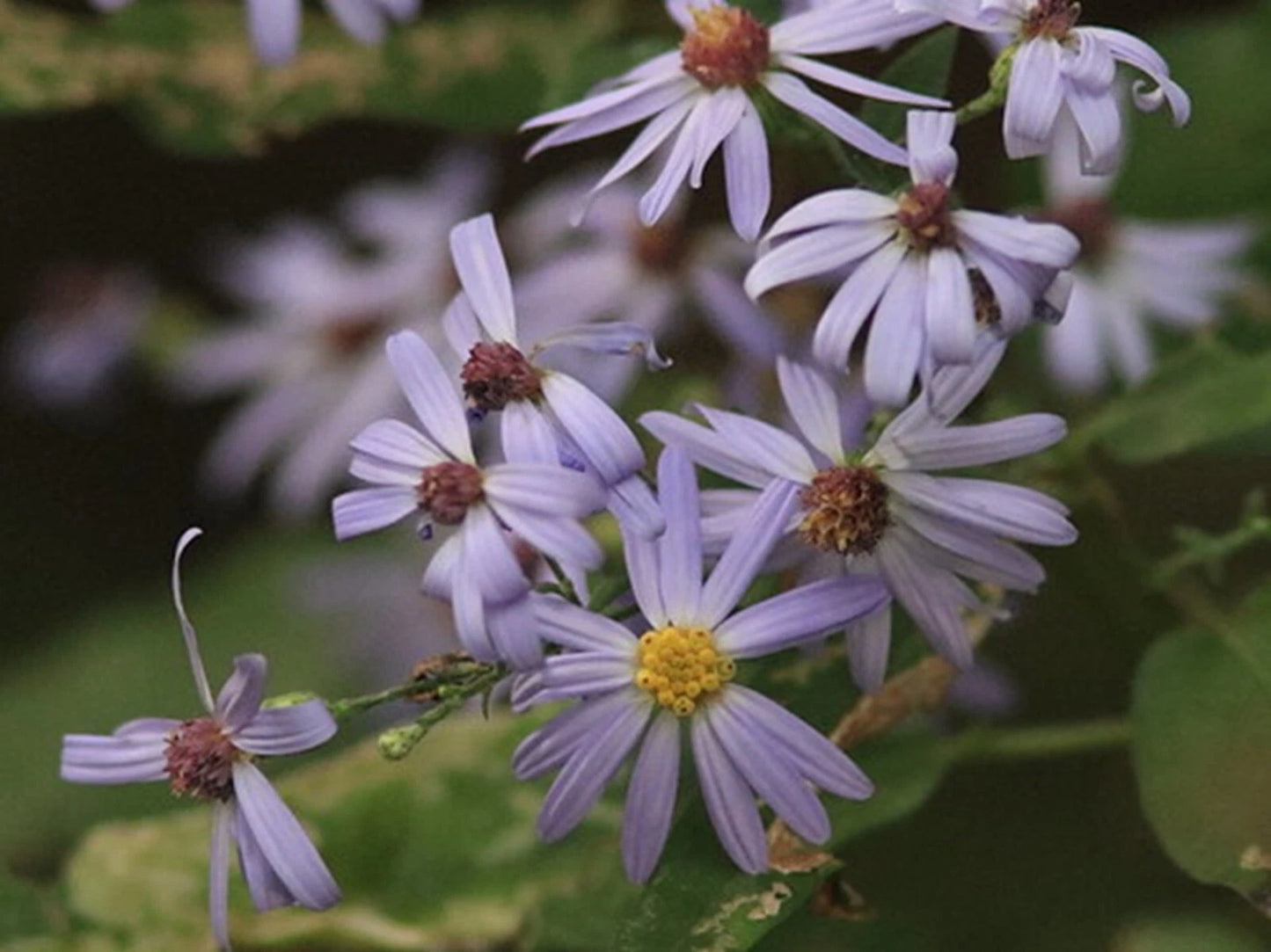 Sky Blue Aster Seeds - 50+ Seeds - Symphyotrichum oolentangiense - Native Wildflower Plants