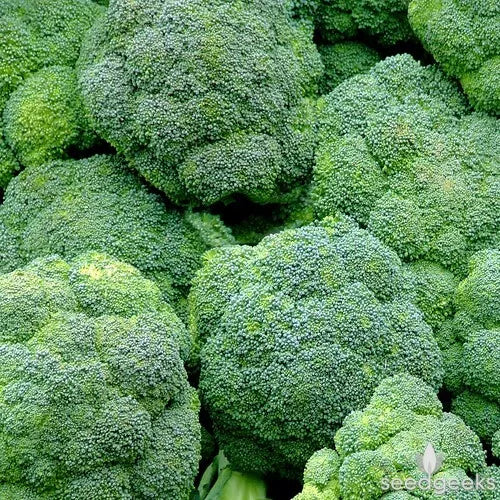 Broccoli Seeds 300+ Count Waltham 29 Non-GMO Vegetable Seeds - USA Seller, Free Shipping