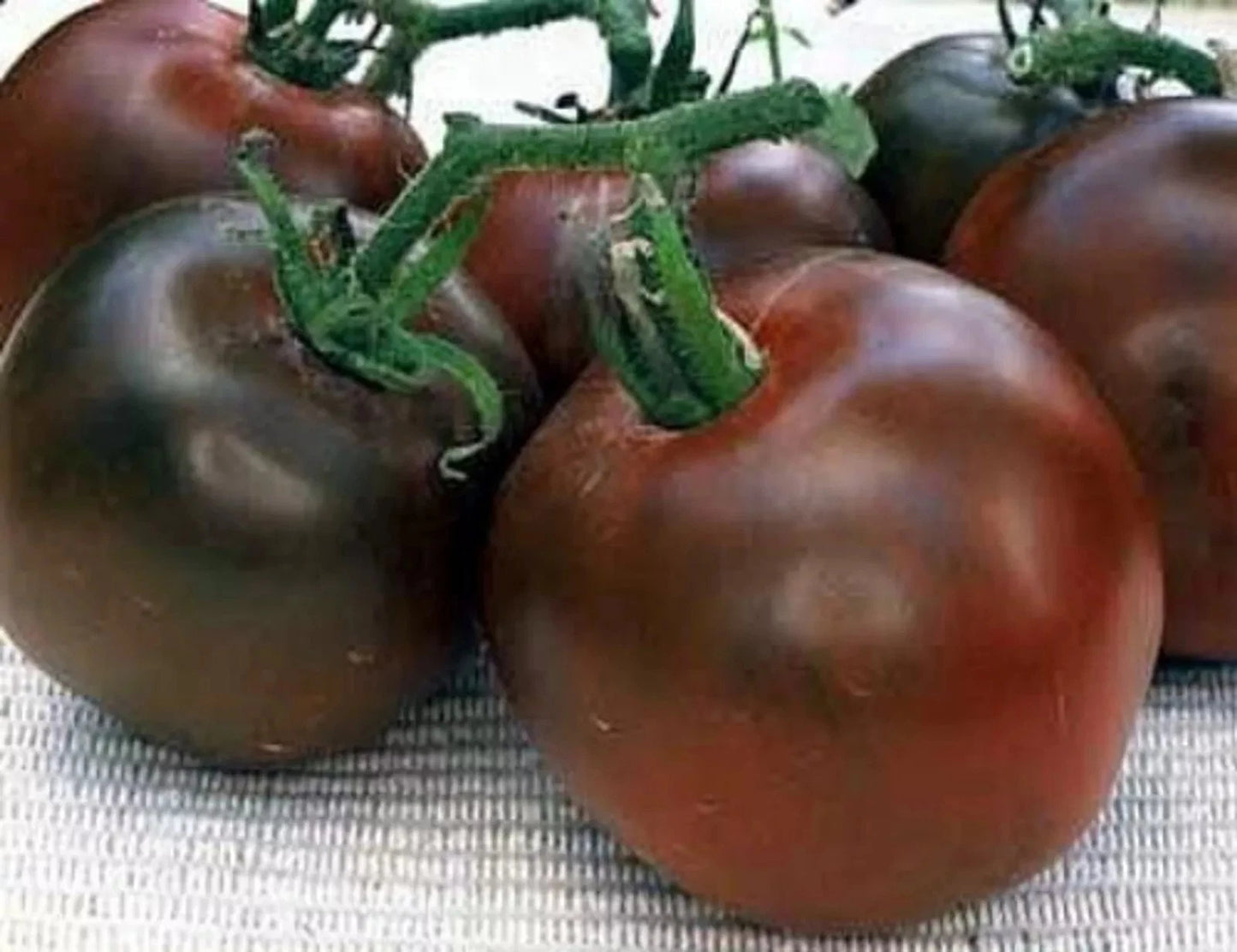 Black Prince Tomato Seeds - 30+ Heirloom Organic Non-GMO Rare Variety - Solanum lycopersicum