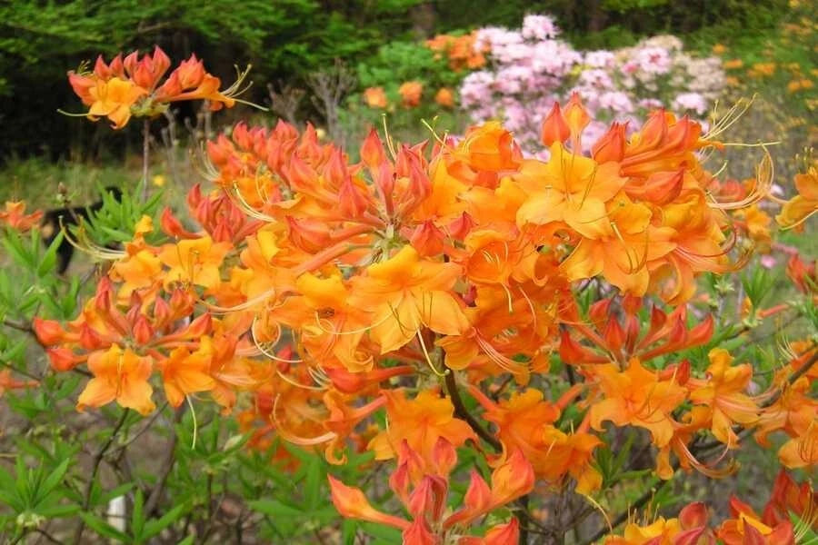 Aromi Azalea Starter Plant - Tipsy Tangerine Deciduous - Rhododendron - Small Dormant Plant