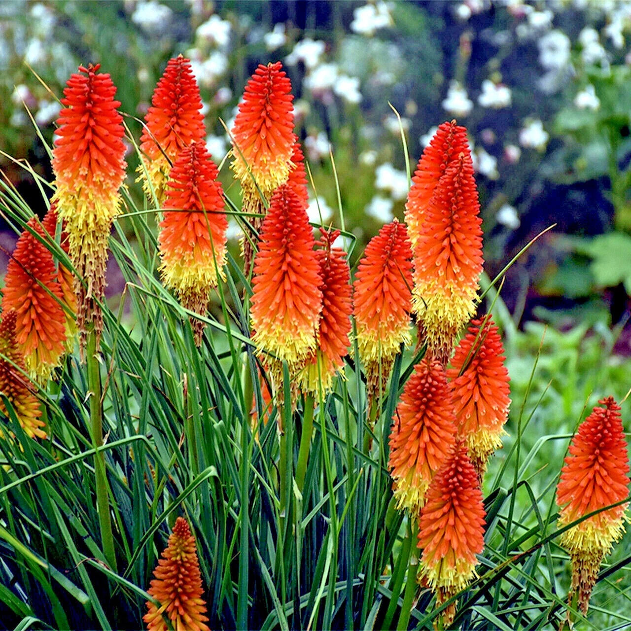 rare lily flower Rare Dwarf Fire Dance Torch Lily Flower Seeds - Kniphofia hirsuta
