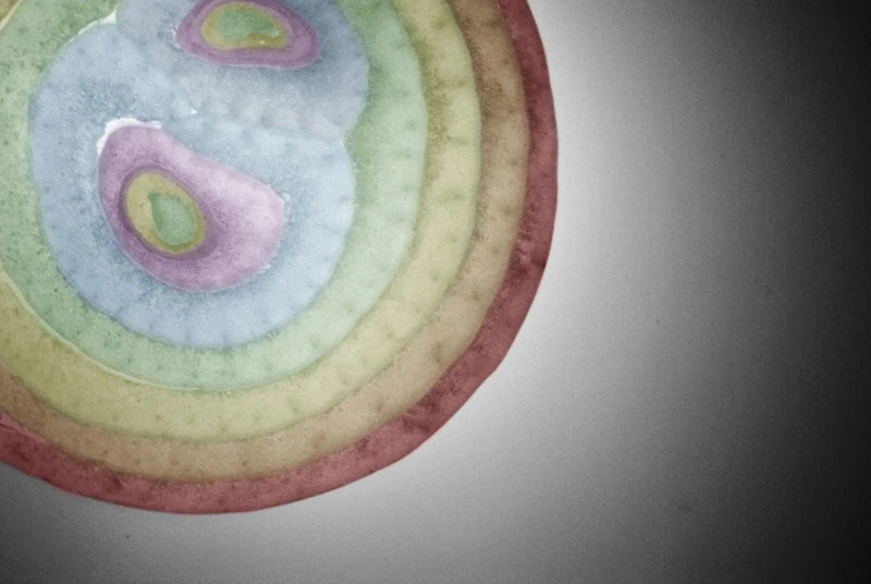 Bulk 300 Seeds Romanian Rainbow Onion, Sweetest Variety, Healthful Allium fistulosum