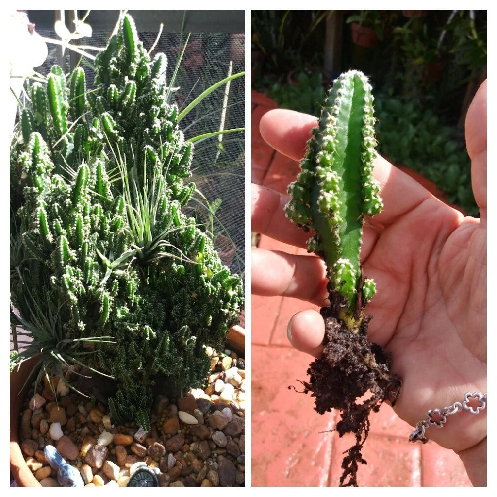 Fairy Castle Cactus Seedling - Tetragonus Soft Spines
