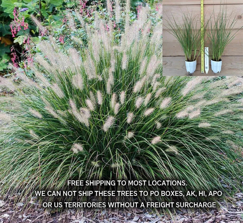 Hameln Dwarf Fountain Grass 2 Gallon Easy Care Pennisetum alopecuroides 'Hameln'