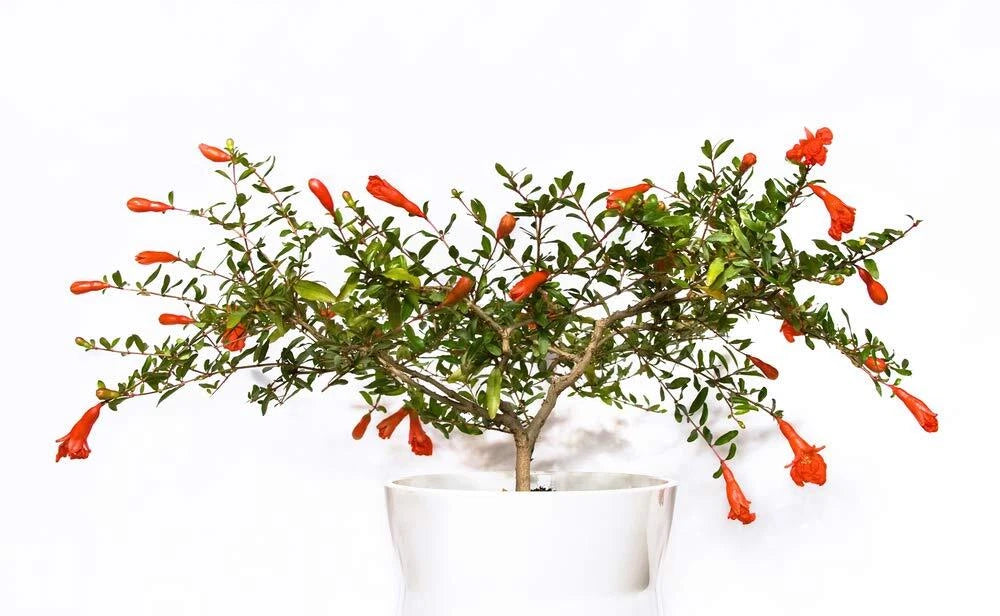 Dwarf Pomegranate Bonsai Seeds - 25 Seeds - Edible Fruit - Punica gran   Jayme Garden