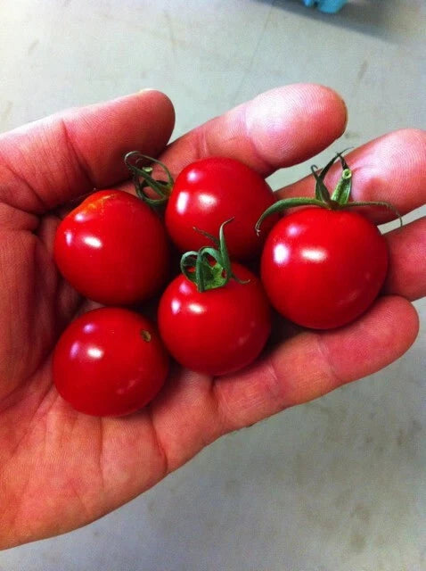 Sugar Bomb Cherry Tomato Seeds - 30+ Heirloom Organic Non-GMO - Solanum lycopersicum