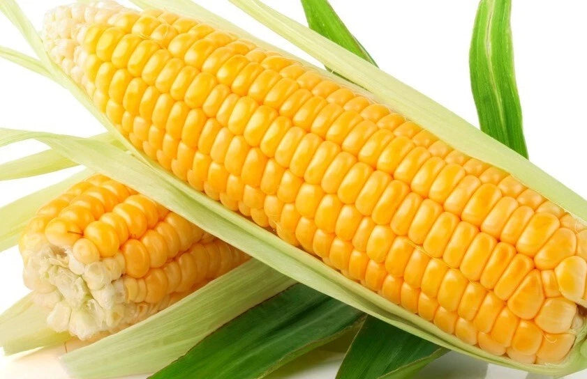 Sweet Golden Bantam Corn Seeds - Organic Heirloom - NON-GMO - 500+ Seeds - Zea mays