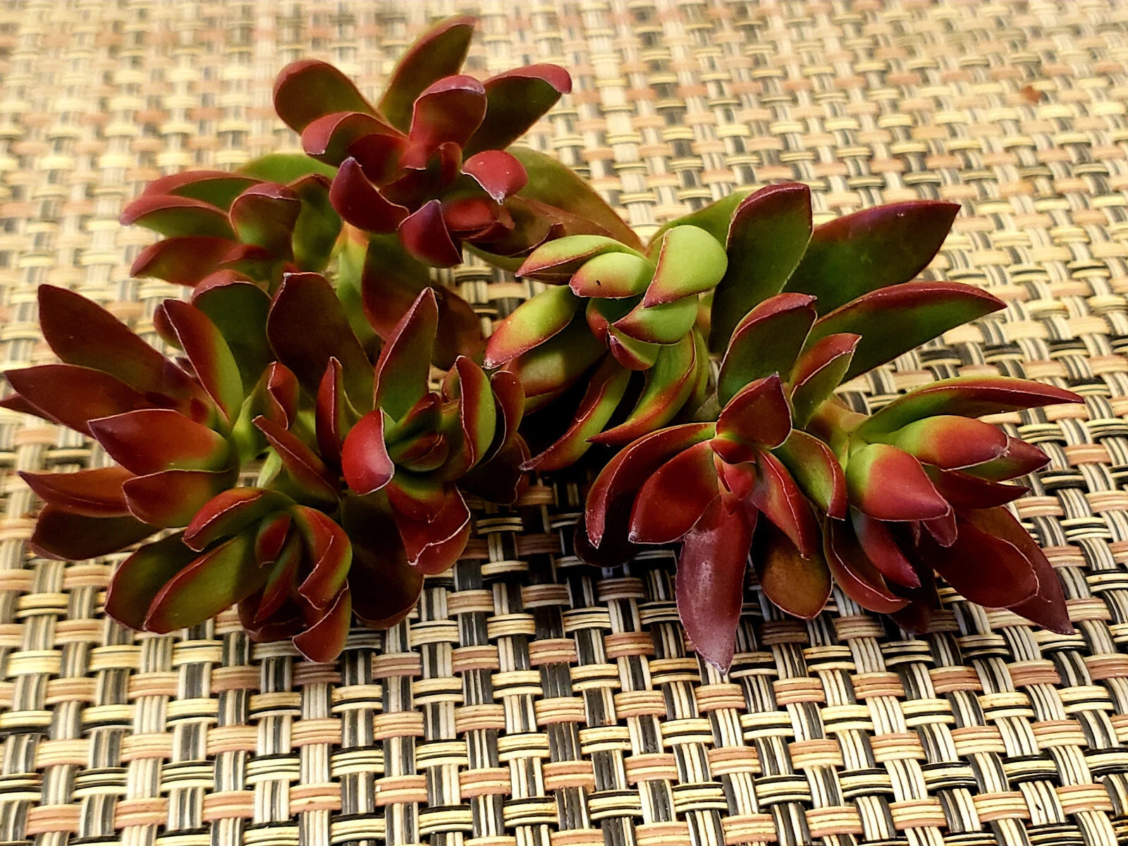 burgundy succulent plant Crassula Platythylla Burgundy Cuttings