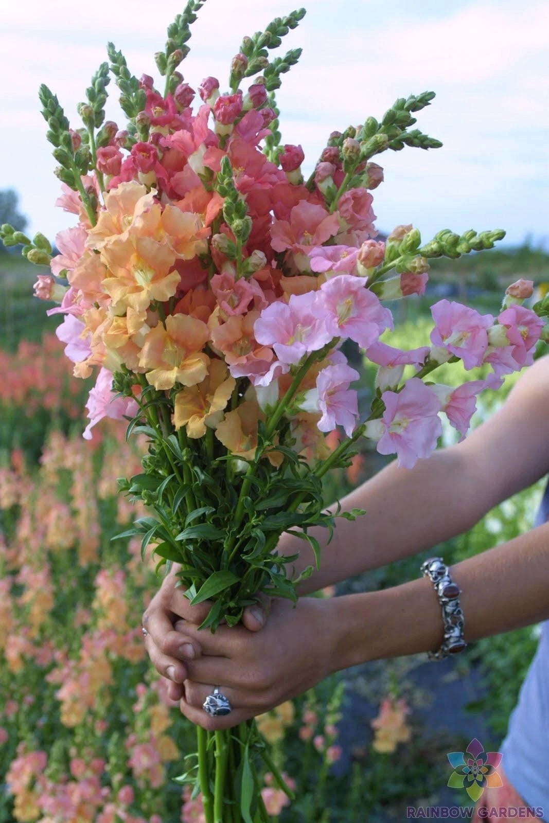 Chantilly Mix Snapdragon Seeds - 1000+ Seeds for Garden Planting - Antirrhinum majus - USA