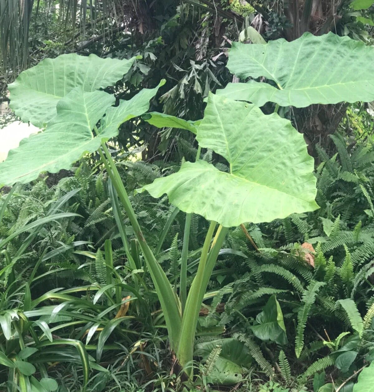 elephant ear plant thai giant Colocasia 'Thai Giant' Elephant Ear Bare Root 19" Plant – Jayme Garden