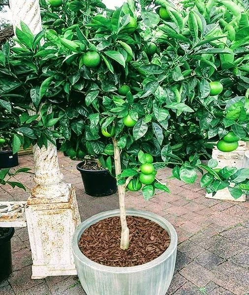 Key Lime Tree - Thornless - Live Citrus Plant - Will Fruit This Year - Citrus aurantiifolia