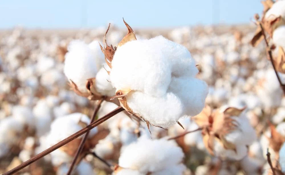 American Cotton Seeds for Planting - 100 Seeds - Gossypium hirsutum - Organic Heirloom Variety