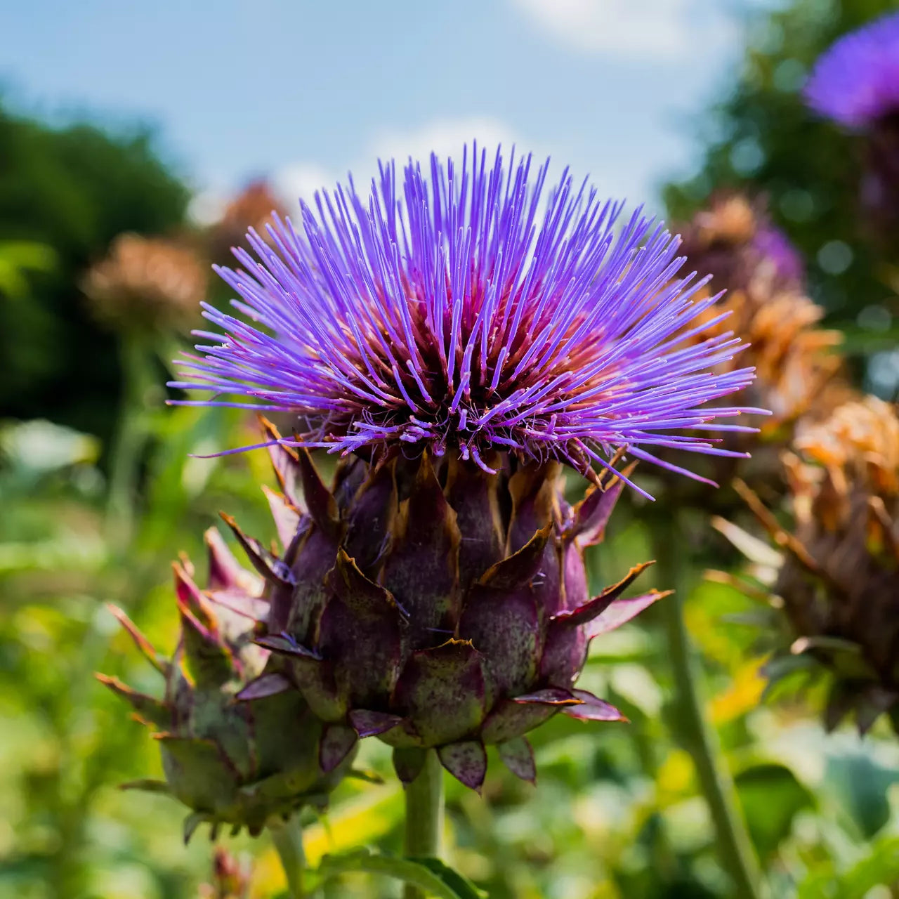 Cardoon Seeds 25 Pack - Cynara Cardunculus - Non-GMO Vegetable Garden Seeds - USA, Free Shipping
