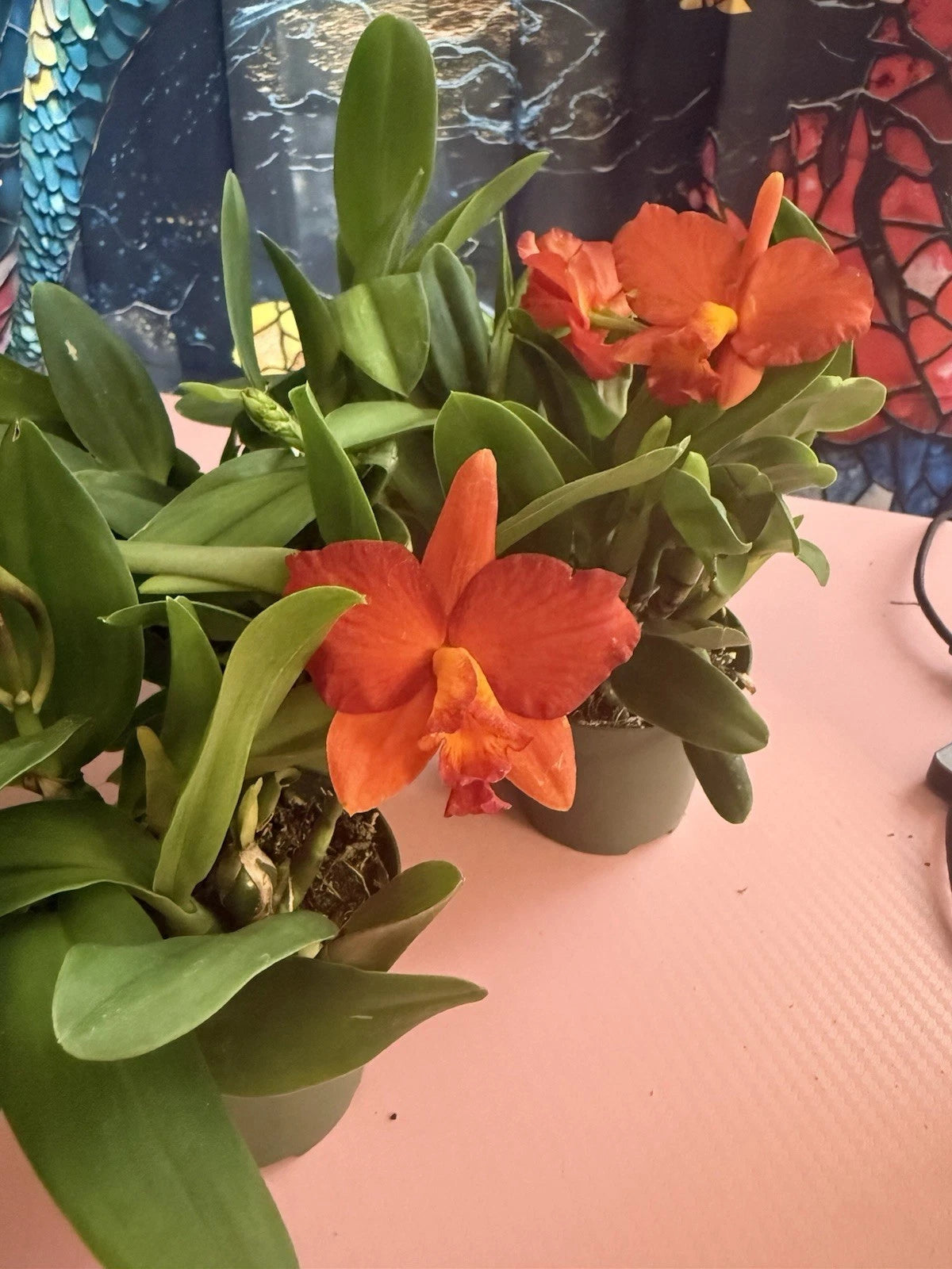 Cattleya Orchid Plant 3 Short Stem Bare Root with Buds - Cattleya no ID