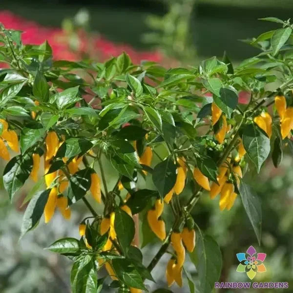 25+ Hot Lemon Zest Pepper Seeds - Kitchen Minis - Capsicum Annuum - Garden Planting - USA - Free Shipping