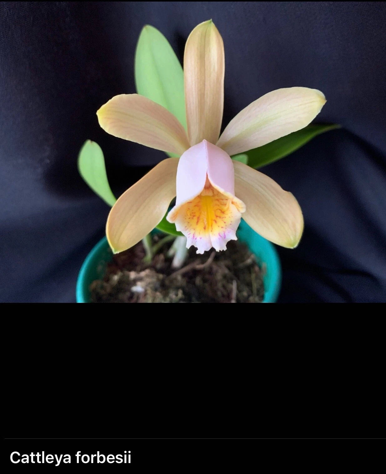 Cattleya Forbesii Orchid - Bare Root Imported Species - Exotic Blooms - Perfect for Plant Lovers