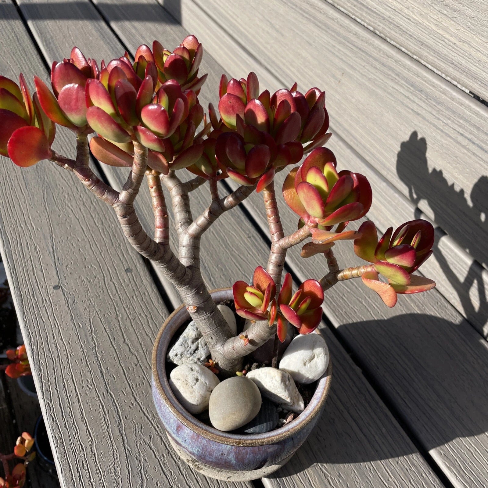 red jade plant akai RARE RED AKAI Jade Succulent 8-10” Bare Rooted Crassula Ovata Bonsai T – Jayme Garden