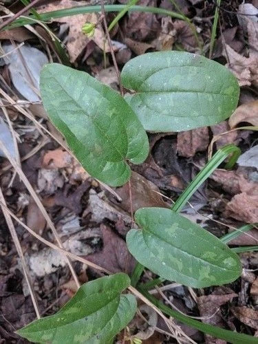 Sarsaparilla Vine Seedlings 10-Pack Green Outdoor Smilax pumila Rare Species