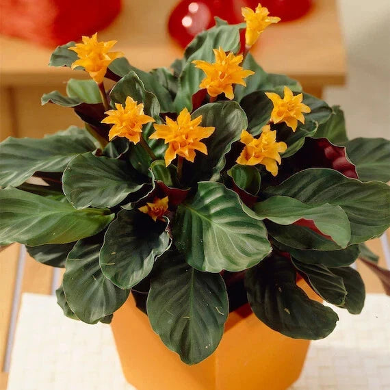 calathea plant seeds Eternal Flame Calathea Seeds - 25+ Pack for Garden Planting - Calathea crocata