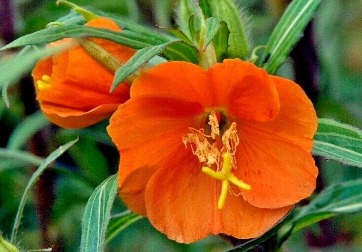 primrose sonnensegel Evening Primrose Seeds 100 Count Red-Orange Oenothera versicolor 'Suns –  Jayme Garden