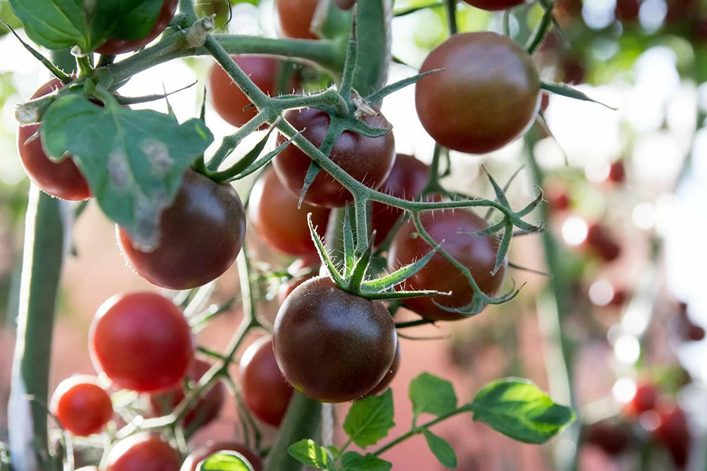 Black Prince Tomato Seeds - NON-GMO, Siberian Native, Low Acidic, Heirloom Variety - Free Shipping
