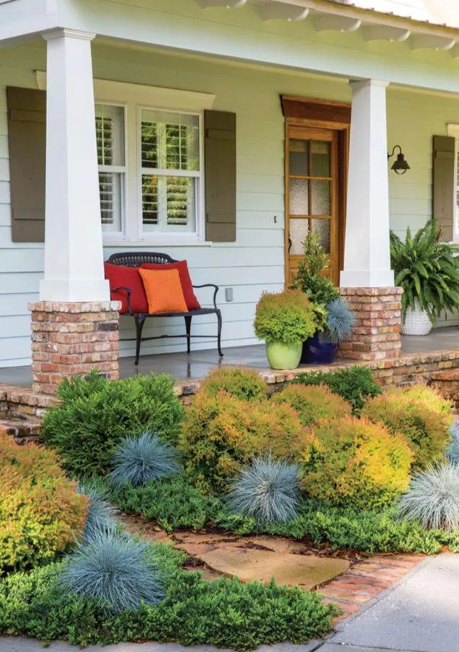 4-Pack 'Fire Chief' Arborvitae 5 Gallon Live Evergreen with Orange Fall  Color
