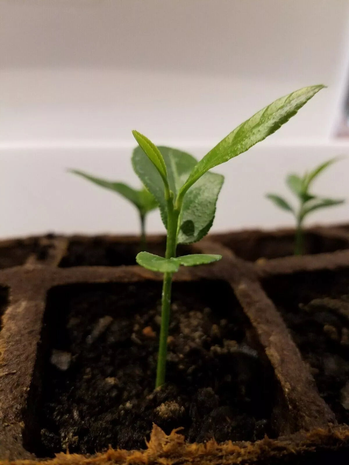 Meyer Lemon Tree Plant 3-6" Organic Non-GMO Citrus limon Indoor/Outdoor Frost Tolerant