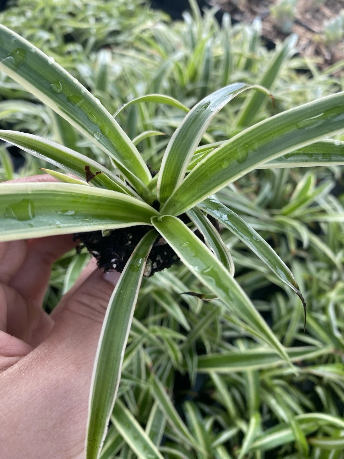 Zebra Spider Plant Plug - Variegated Green & White