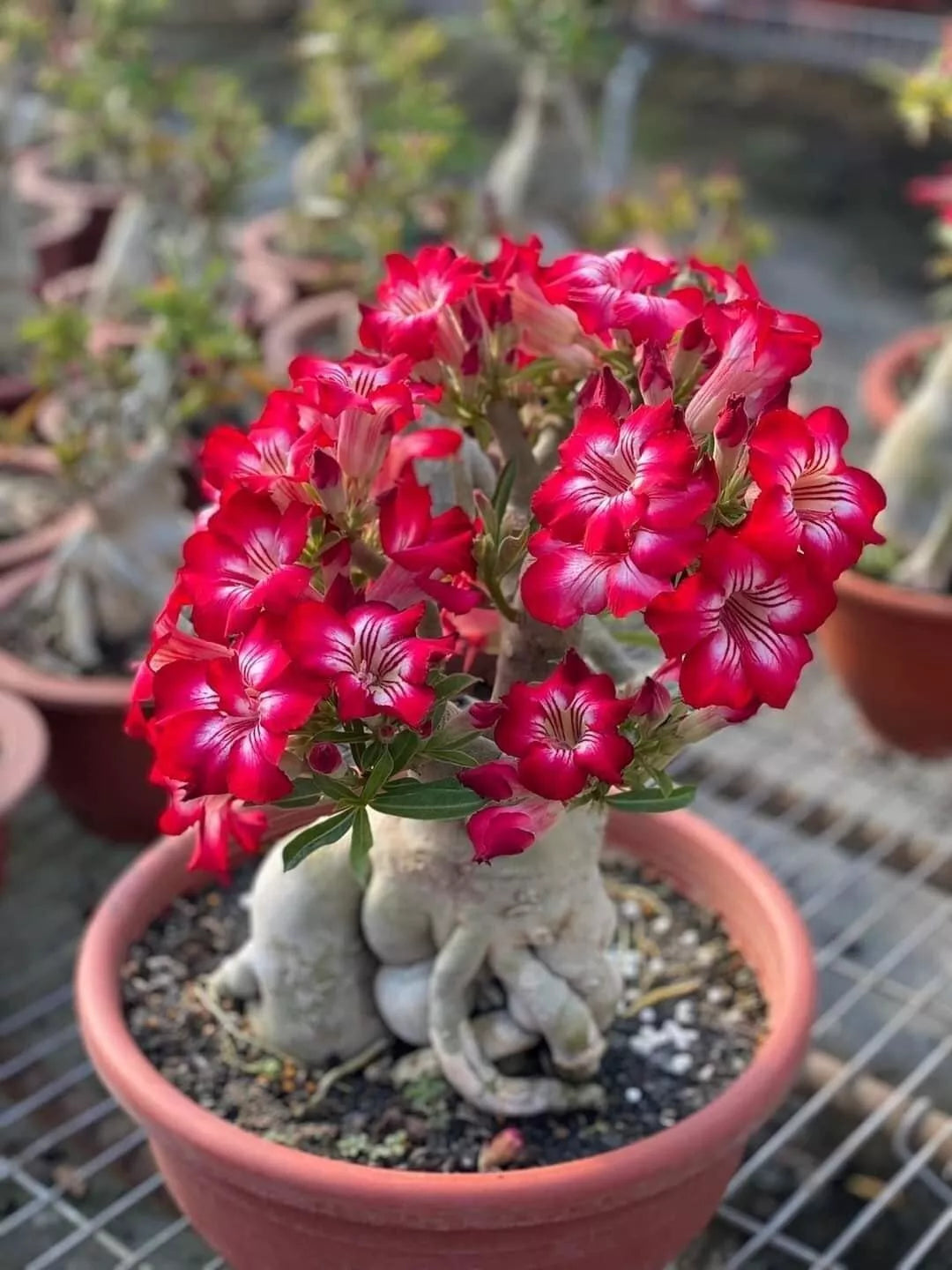 adenium obesum bonsai Adenium Bonsai Tree Seeds - 15 Pack - Blooming Desert Rose