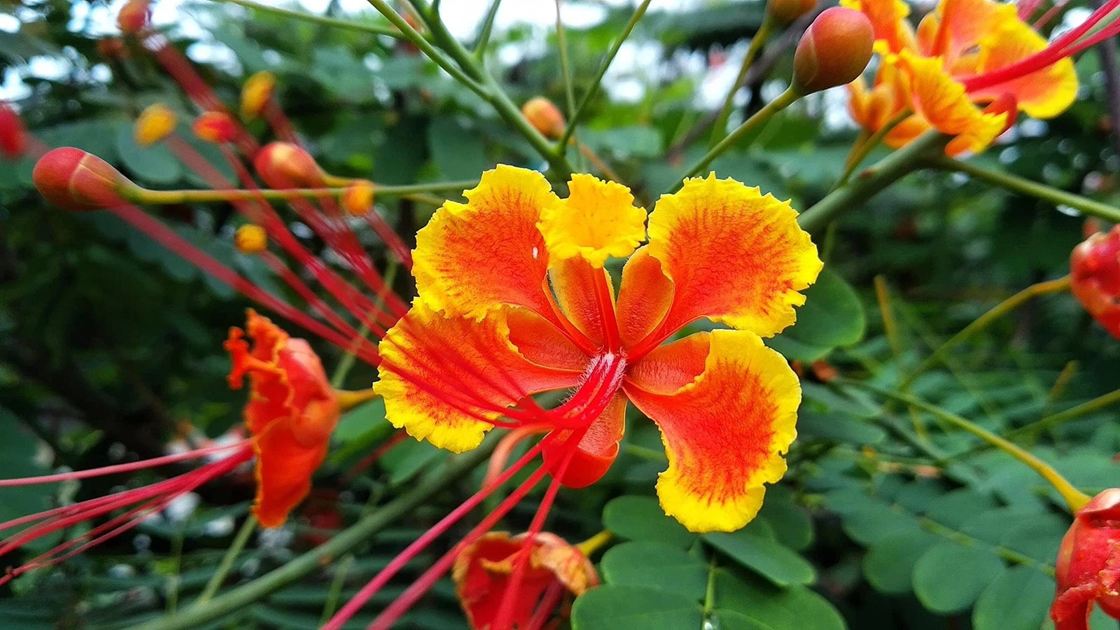 peacock plant seeds Peacock Flower Seeds - 10 Seeds - Red Variety