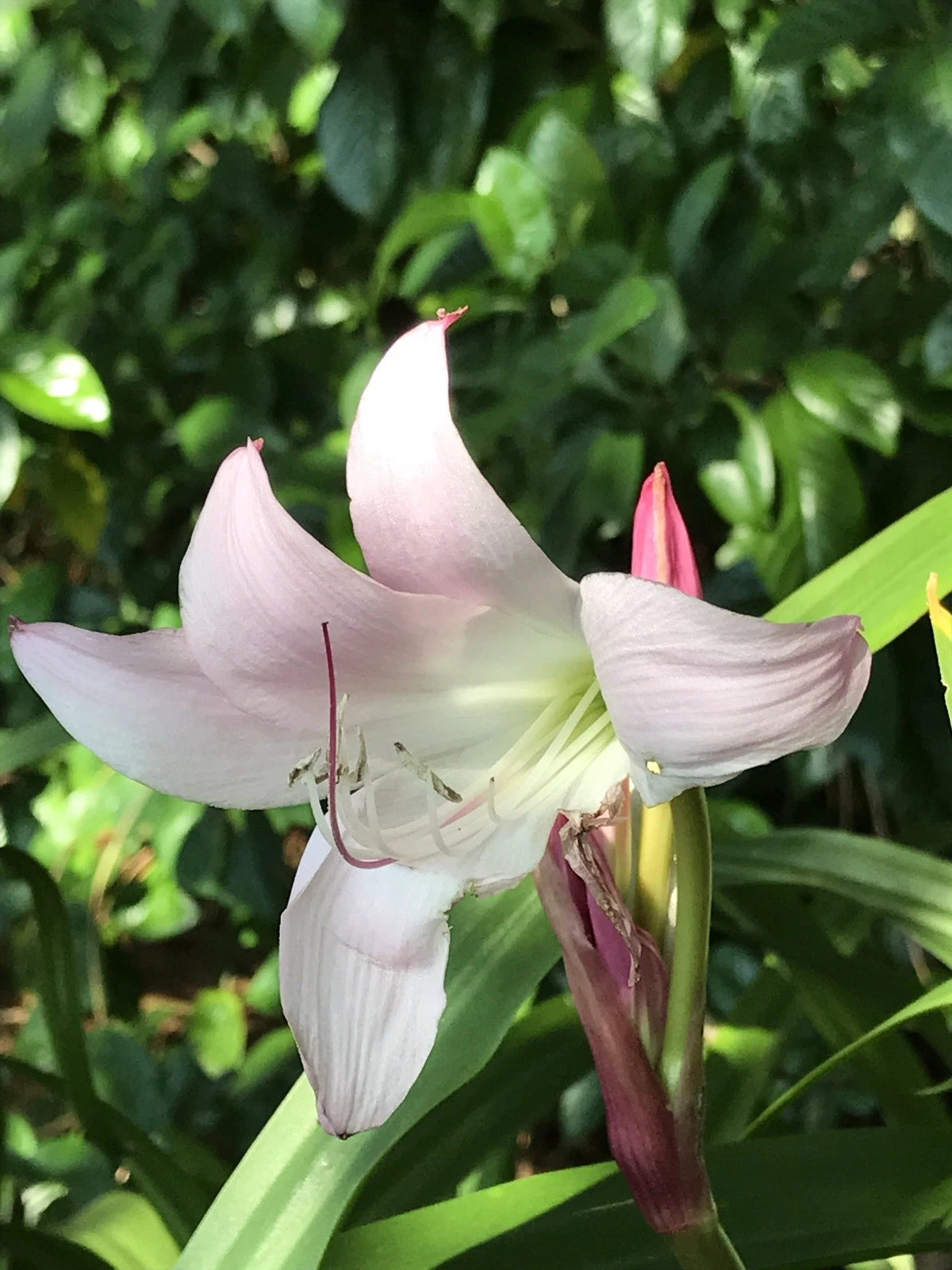 Crinum Lily 'Antares' Medium-Size Bulb – New Exclusive Listing, Unbranded, Ready To Plant