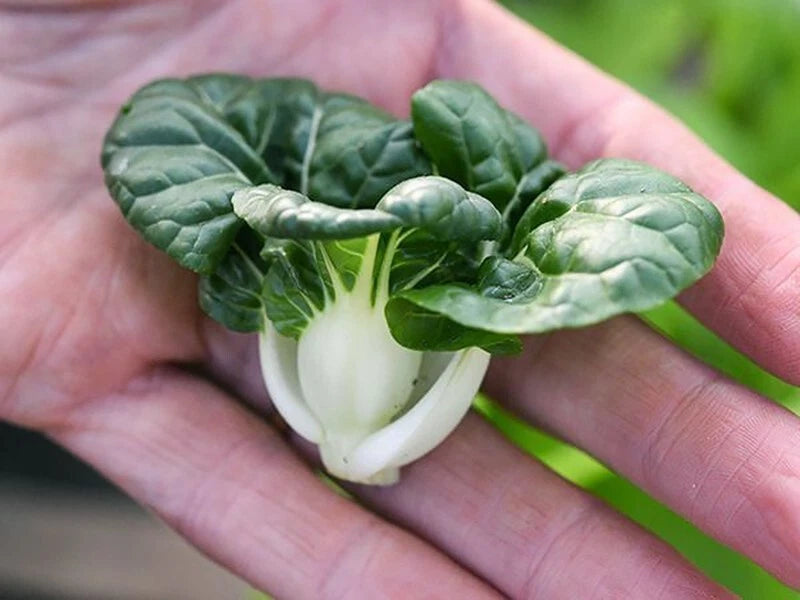 Cabbage Seeds 200+ Pack - Pak Choi Extra Dwarf White Stem - Heirloom Variety - RARE Organic Garden Seeds