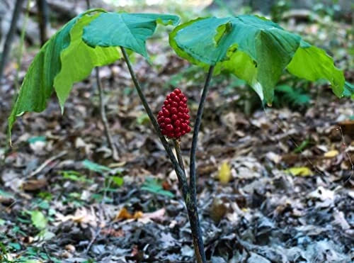 30 Wild American Ginseng Seeds for Planting - Panax quinquefolius - Organic, Heirloom, Medicinal Herb Seeds
