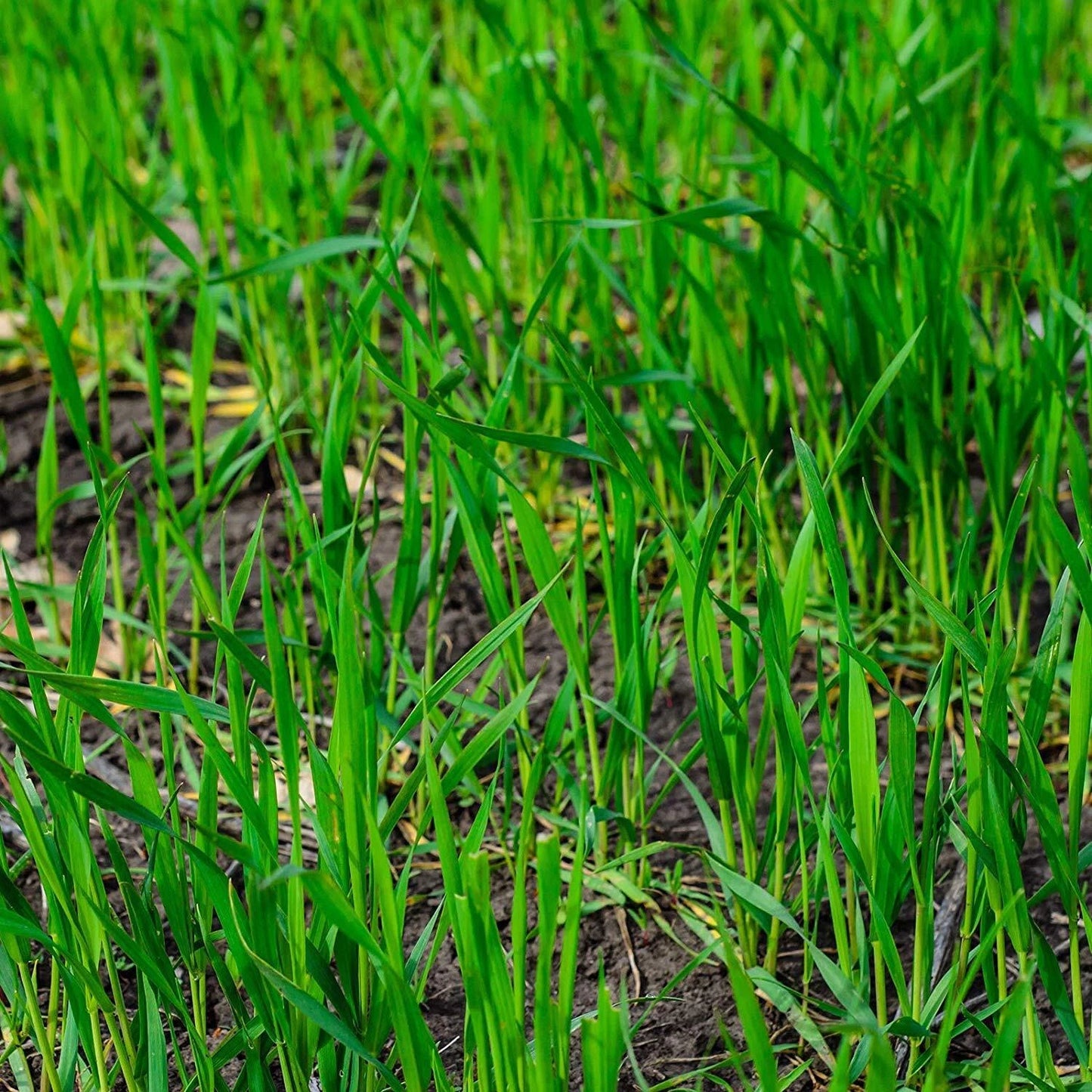 Winter Rye Seed Cover Crop - 5 lbs - Food Plot for Deer & Wildlife - Secale cereale