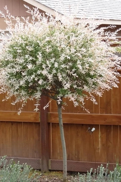 Hakuro Nishiki Dappled Willow Plant 6-12" Tall 4" Pot Variegated Foliage Salix integra