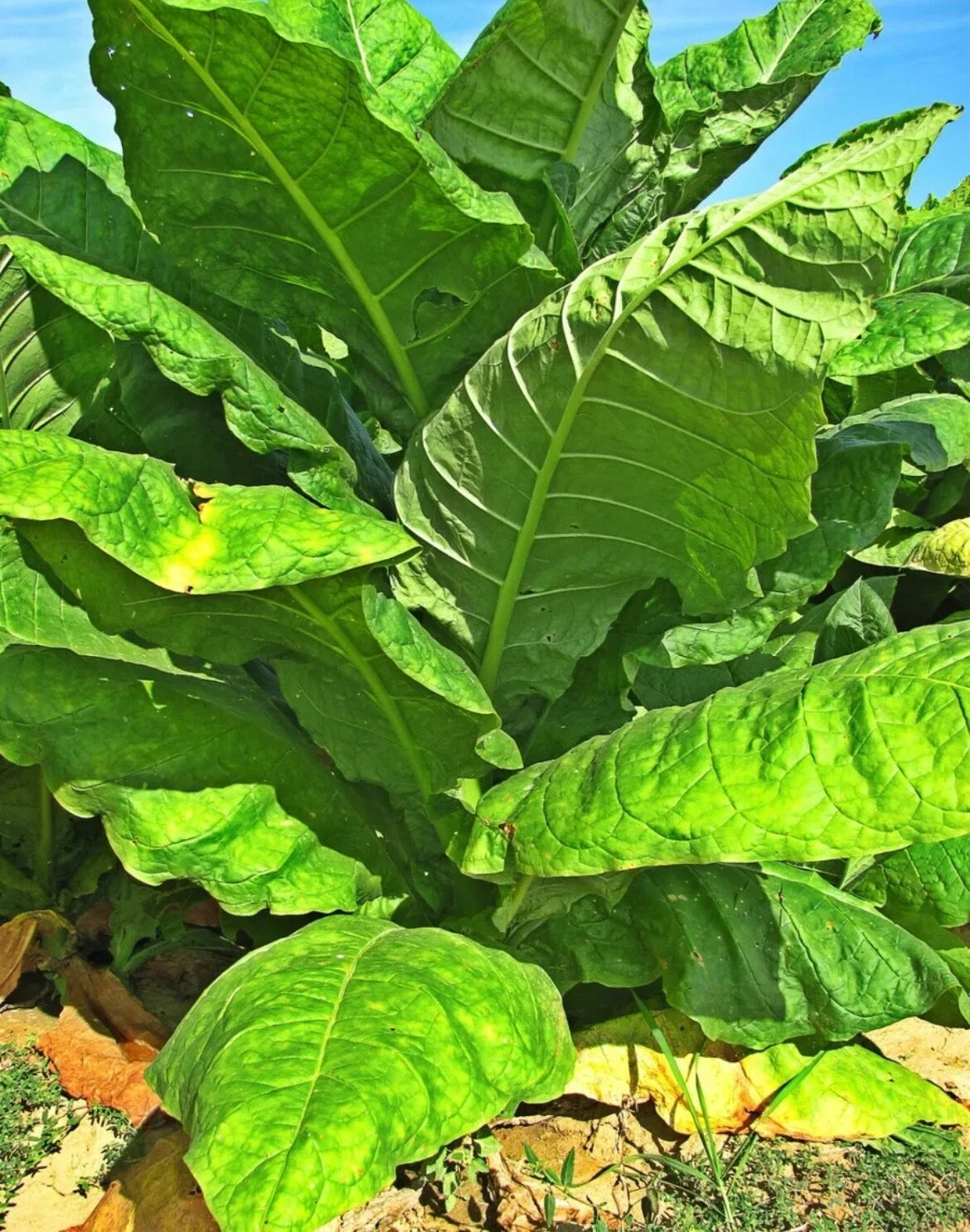 Organic Havanna Gold Tobacco Seeds - Non-GMO, Easy to Grow, TX USA - Free Shipping