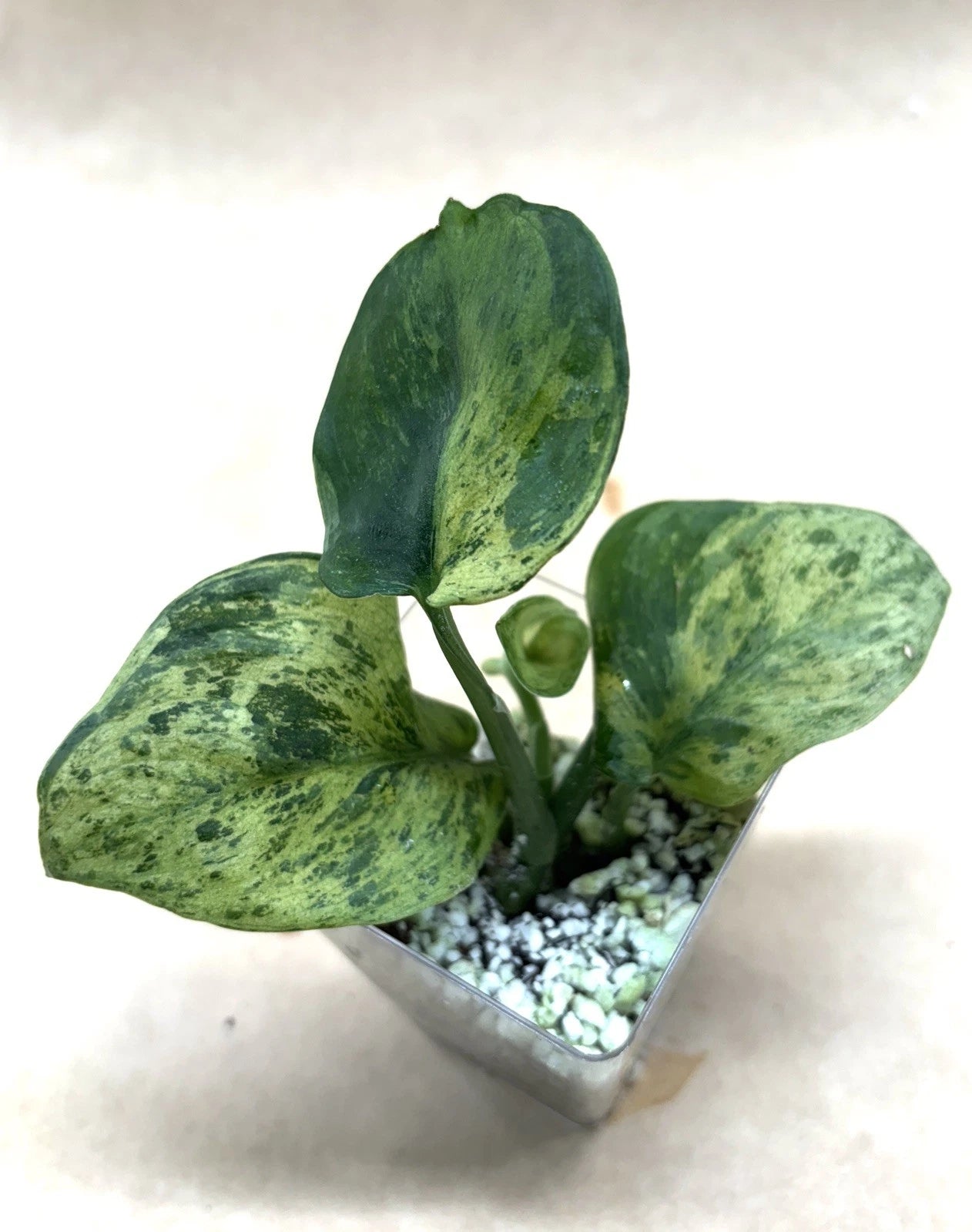 marble jade plant Rooted Cutting Scindapsus Jade Satin Marble - Epipremnum aureum