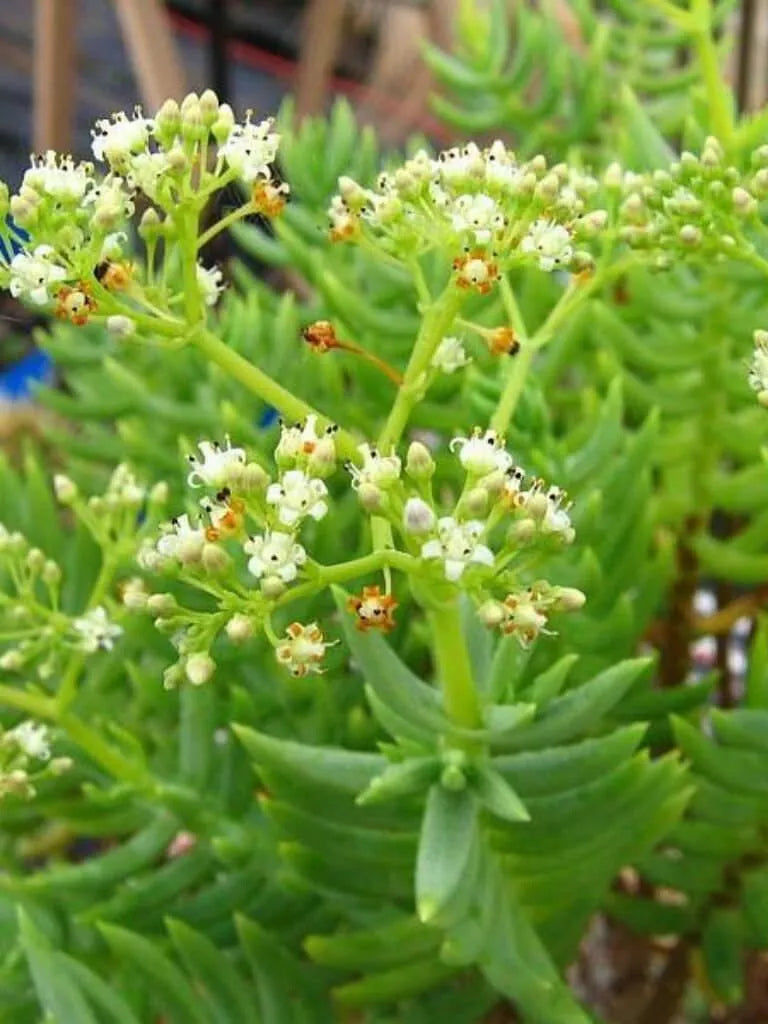 Succulent Crassula Tetragona 2-4