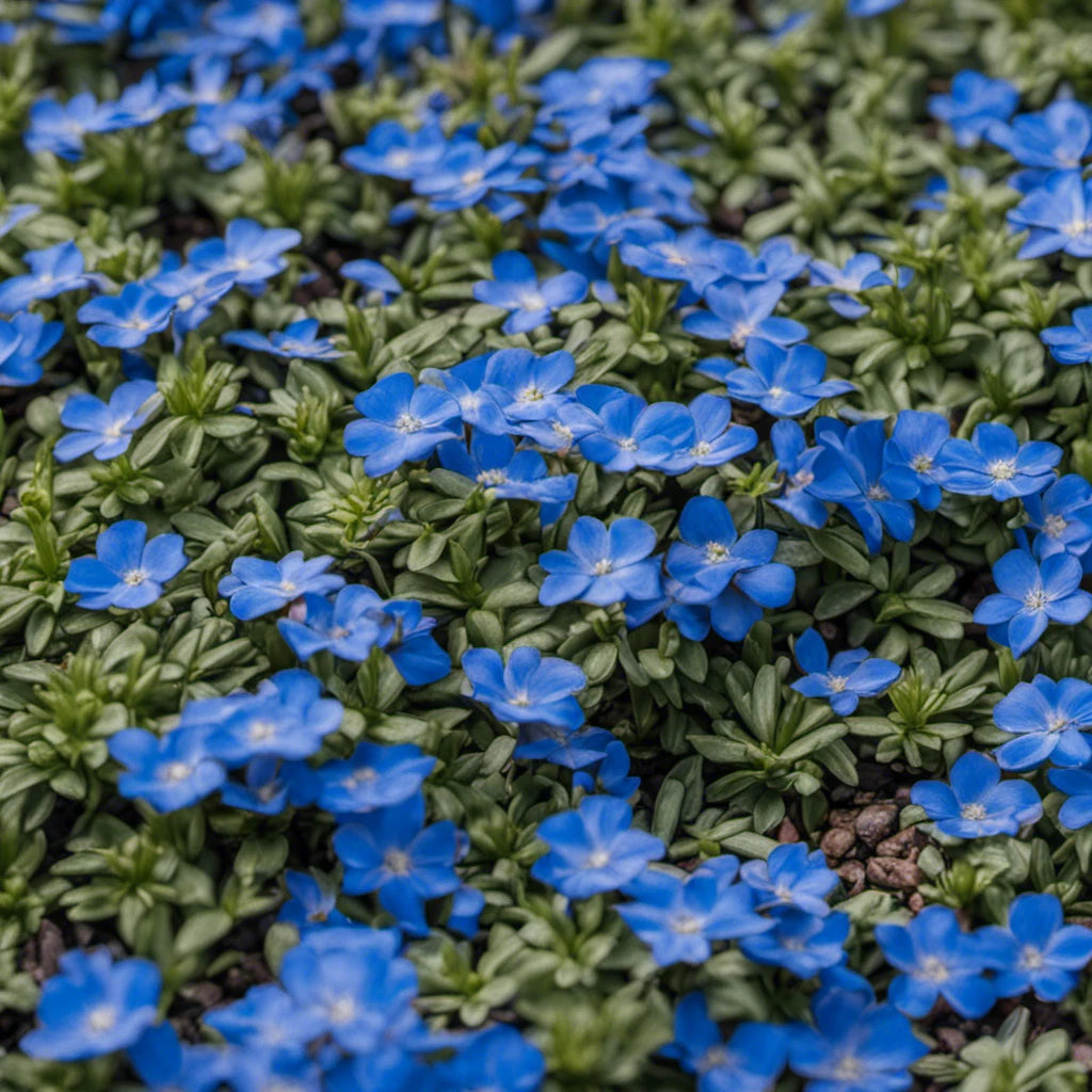 Creeping Thyme Seeds - Non-GMO, Easy-Grow Blue Ground Cover Plants - Thymus serpyllum